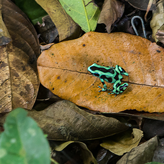 La Selva - Green and black poison dart frog